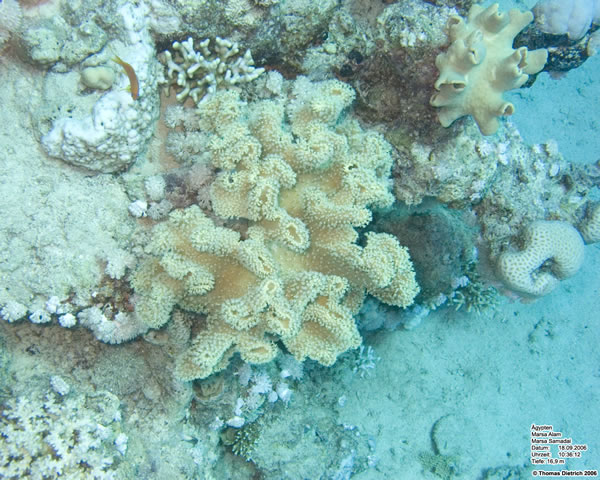 Marsa_al_Alam_Dive_2006_077