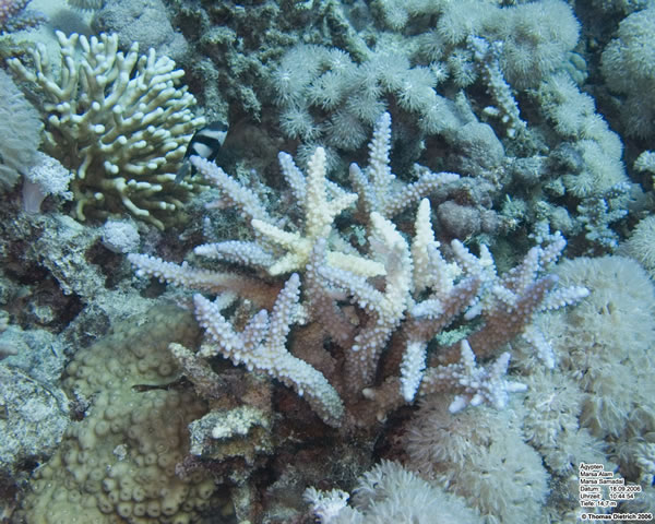 Marsa_al_Alam_Dive_2006_080
