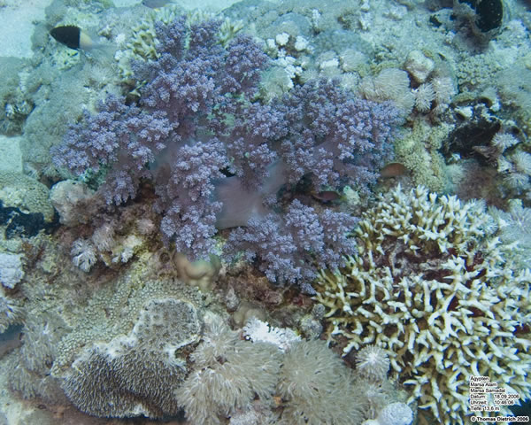 Marsa_al_Alam_Dive_2006_082