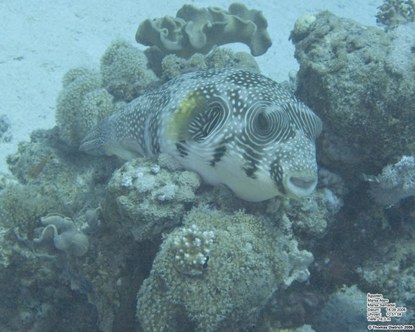 Marsa_al_Alam_Dive_2006_083
