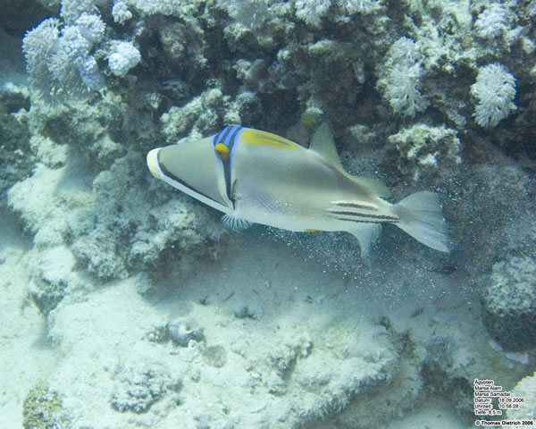 Marsa_al_Alam_Dive_2006_084