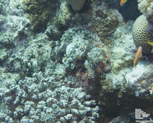 Marsa_al_Alam_Dive_2006_085