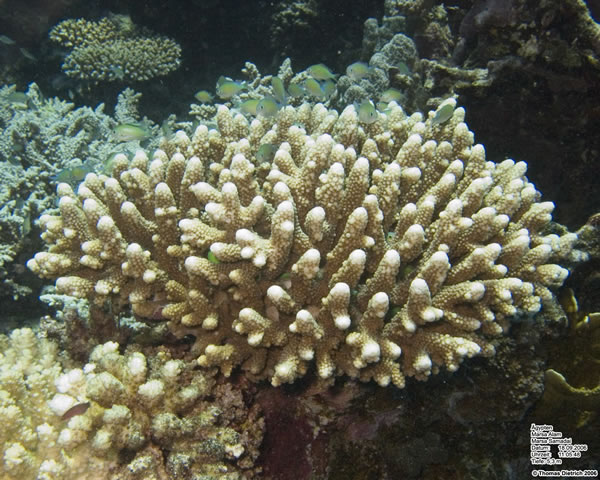 Marsa_al_Alam_Dive_2006_087