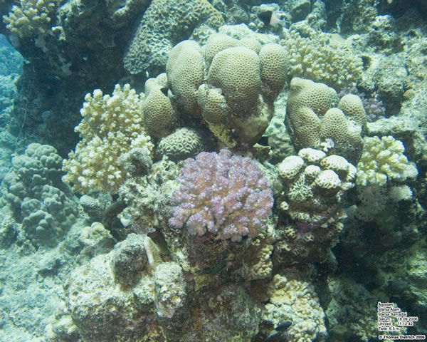 Marsa_al_Alam_Dive_2006_088