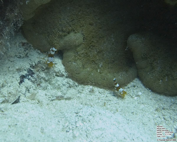 Marsa_al_Alam_Dive_2006_089