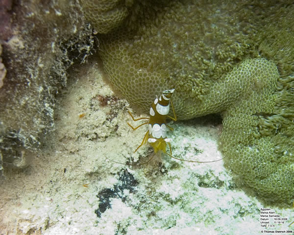 Marsa_al_Alam_Dive_2006_092