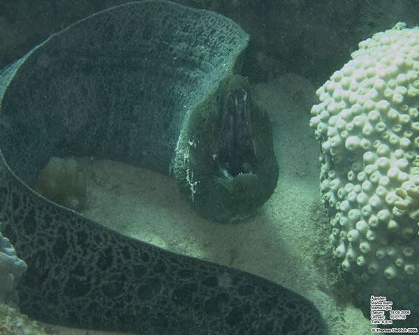 Marsa_al_Alam_Dive_2006_093
