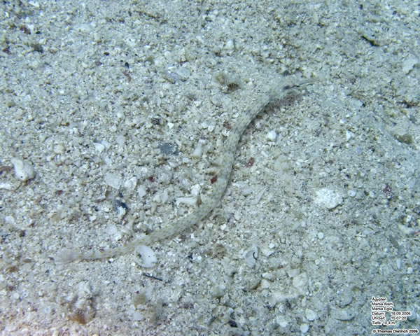 Marsa_al_Alam_Dive_2006_095
