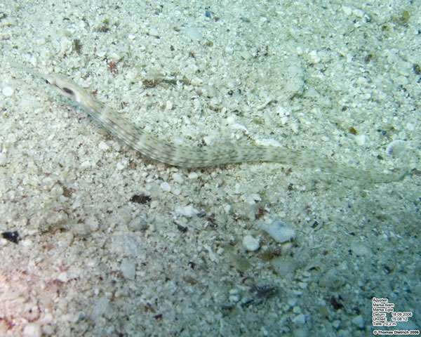 Marsa_al_Alam_Dive_2006_097