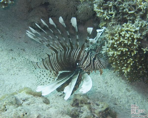 Marsa_al_Alam_Dive_2006_098