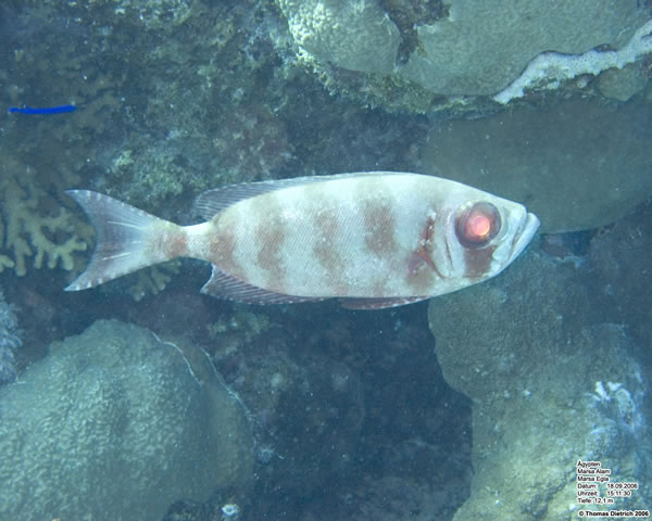 Marsa_al_Alam_Dive_2006_099