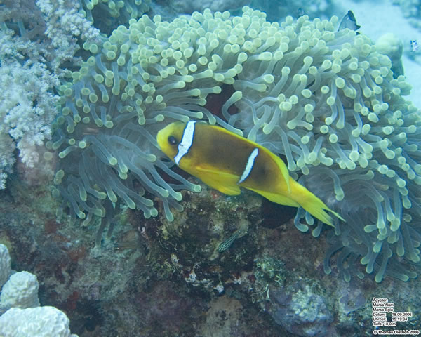 Marsa_al_Alam_Dive_2006_100