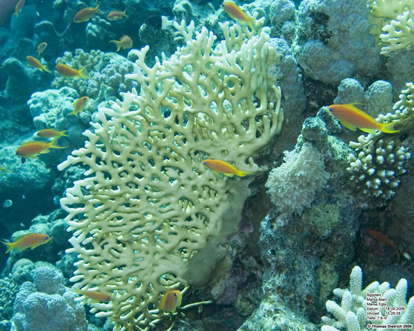 Marsa_al_Alam_Dive_2006_102