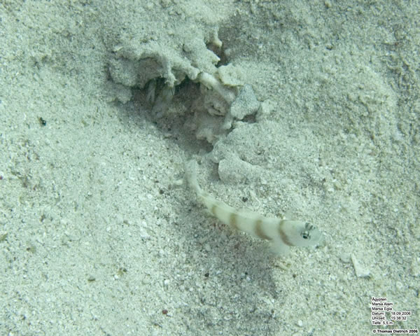 Marsa_al_Alam_Dive_2006_103