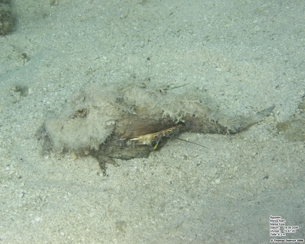 Marsa_al_Alam_Dive_2006_105