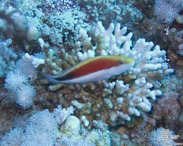 Marsa_al_Alam_Dive_2006_107