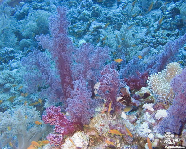 Marsa_al_Alam_Dive_2006_108