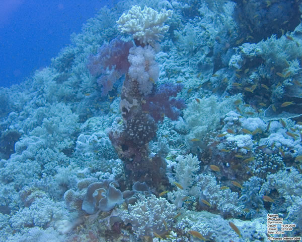 Marsa_al_Alam_Dive_2006_109