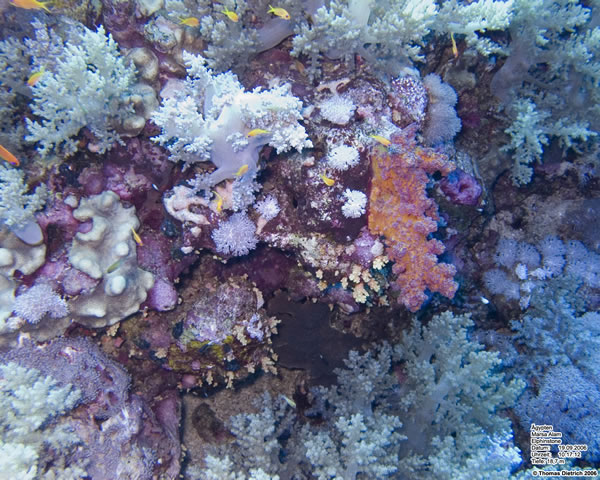 Marsa_al_Alam_Dive_2006_110
