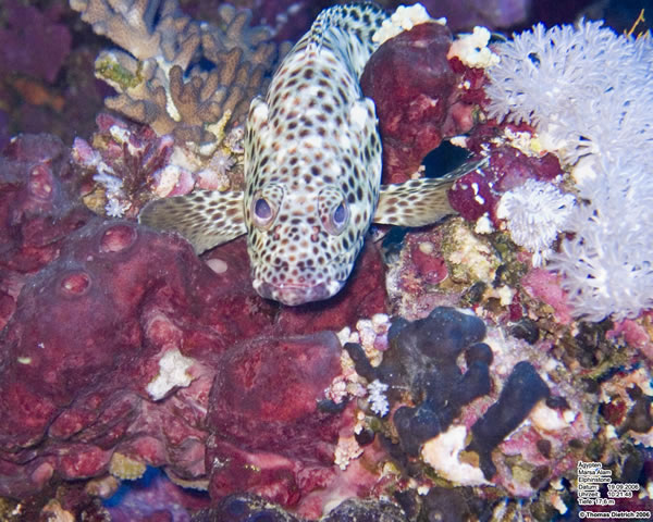 Marsa_al_Alam_Dive_2006_111