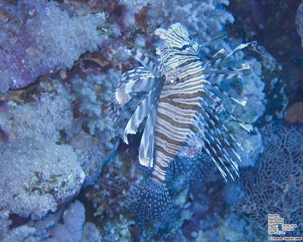Marsa_al_Alam_Dive_2006_113