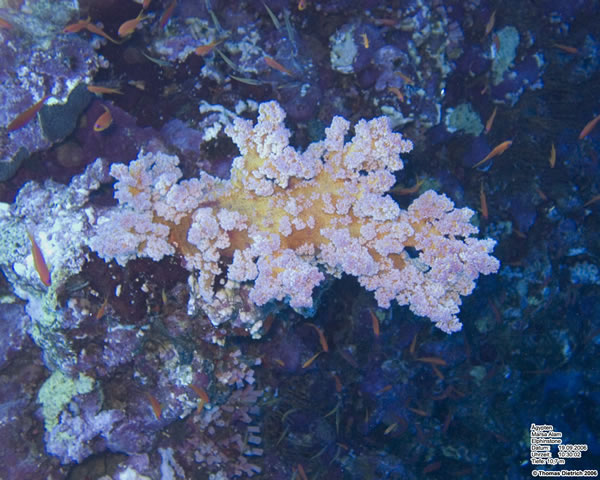 Marsa_al_Alam_Dive_2006_114
