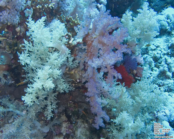 Marsa_al_Alam_Dive_2006_115