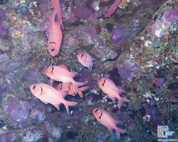 Marsa_al_Alam_Dive_2006_120
