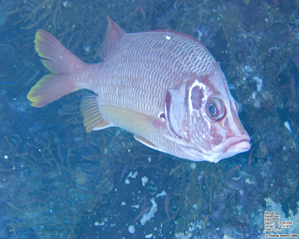 Marsa_al_Alam_Dive_2006_122