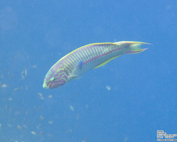 Marsa_al_Alam_Dive_2006_124