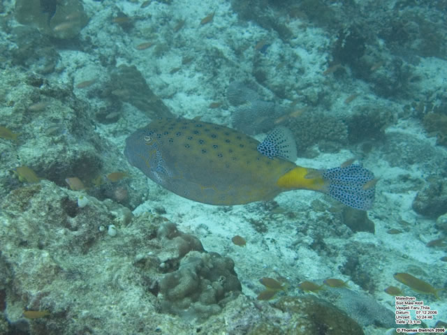 Fihalhohi_2006_UW_027
