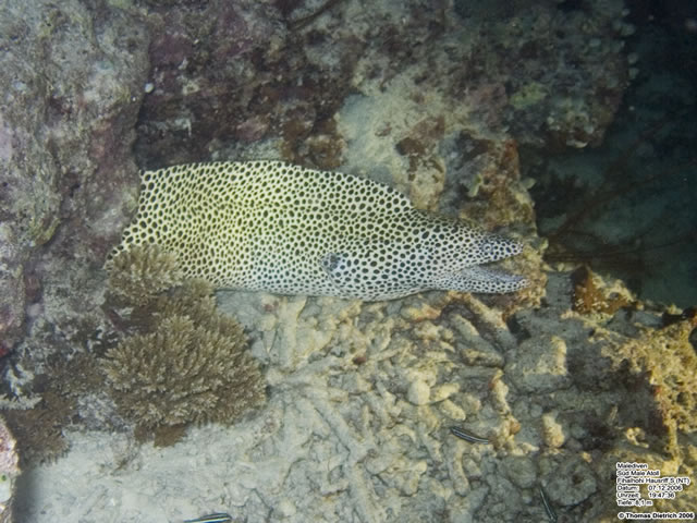 Fihalhohi_2006_UW_047