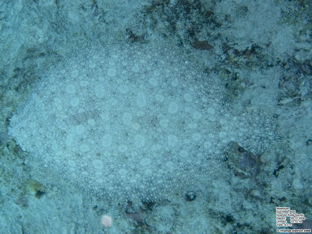 Fihalhohi_2006_UW_082
