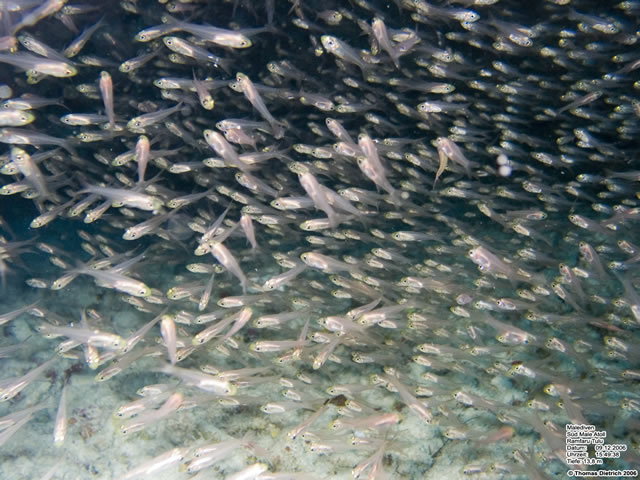 Fihalhohi_2006_UW_096
