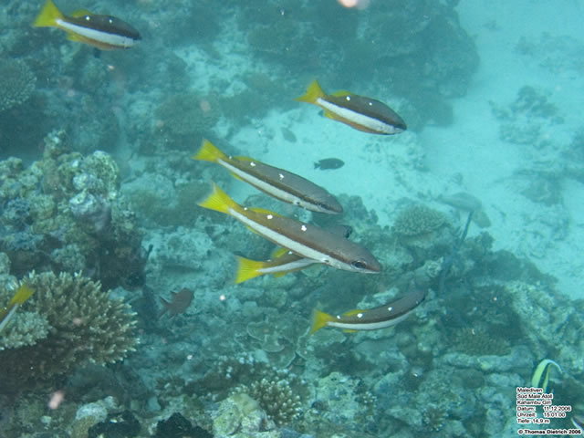 Fihalhohi_2006_UW_150