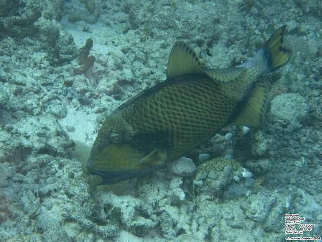 Fihalhohi_2006_UW_163