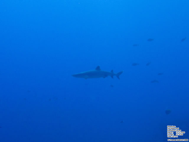Fihalhohi_2006_UW_193