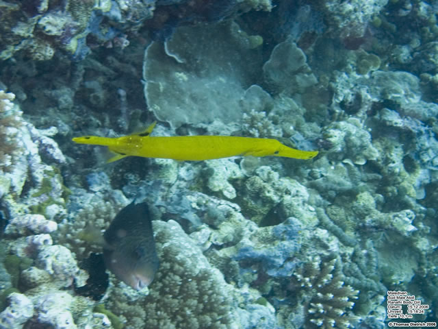Fihalhohi_2006_UW_239