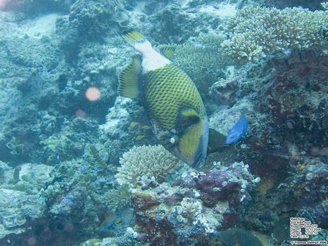 Fihalhohi_2006_UW_248